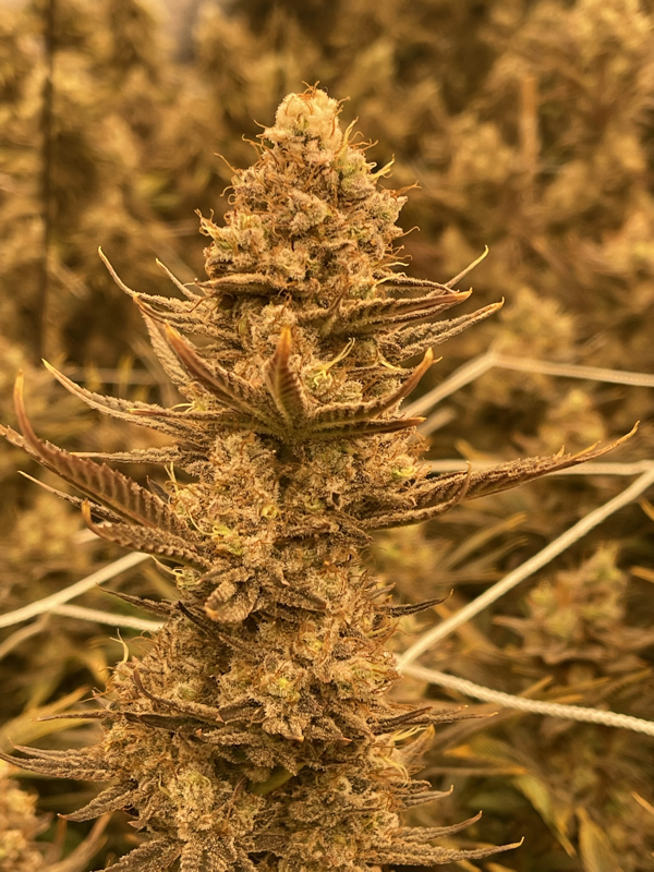 THC-True Healing Cream-500mg | Cornell Urban Agriculture